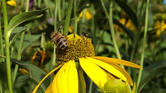 Gardeners' World - 2018: Episode 19