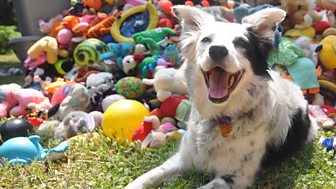 border collie knows toys