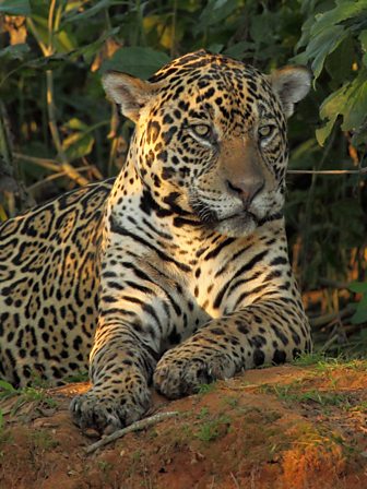 BBC Two - Wild Brazil - Jaguar