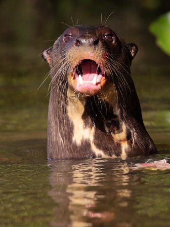 BBC Two - Wild Brazil - Giant otter