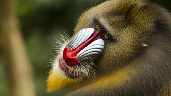 c One Monkey Planet Mandrill