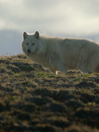 BBC Two - Snow Wolf Family and Me - Romulus