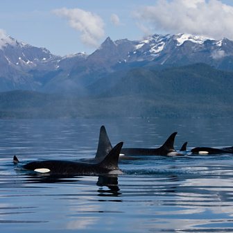 Image result for orca whale in wild