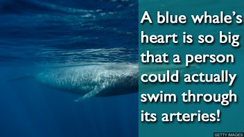 02 actually whale copy.jpg