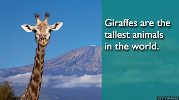 THE_giraffe_GettyImages-687030934.jpg