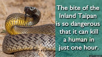 18 so such snake copy.jpg