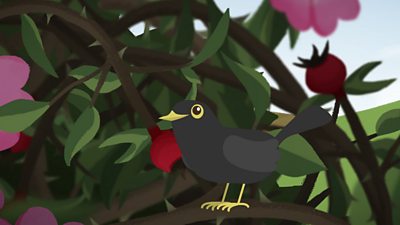 Blackbird sitting in a bush