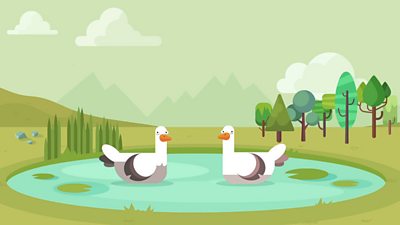 Two ducks floating on a lake