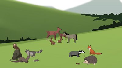Animals Eat Animation Poster