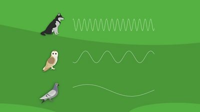 animal hearing frequencies animation