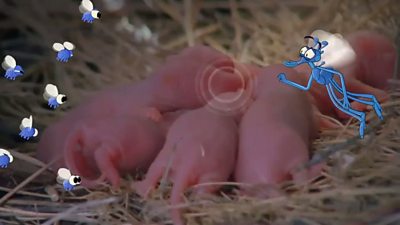 rat babies using ultrasound animation