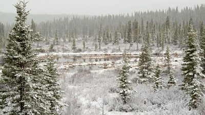these two countries in south america Taiga forest Canada