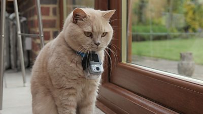 cat with go pro