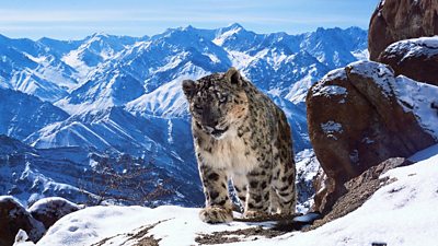 snow leopard