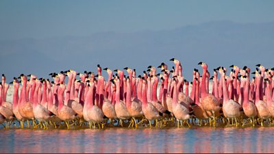 pink flamingoes