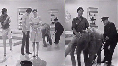 A baby elephant goes berserk in the Blue Peter studio, pulling her keeper around and standing John Noakes' foot.
