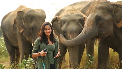 Malaika is speaking to camera and is standing in front of three large elephants