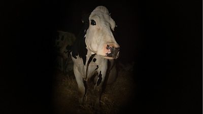 Cow. Image Credit: COW Kate Kirkwood