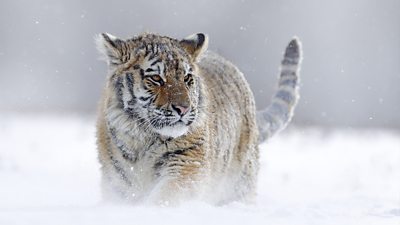 A tiger prowls through the snow