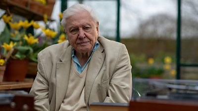 Sir David Attenborough sits surrounded by pots of yellow plants