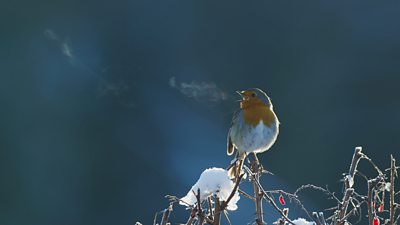 A robin perches atop a snowy bush, chirping. His song is visible as vapour in the cold air.