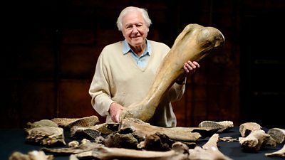 Sir David Attenborough poses with a collection of large mammoth's bones