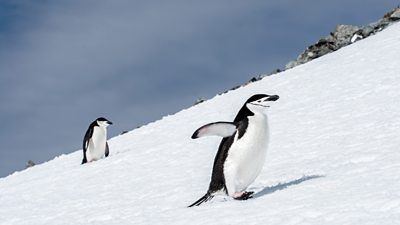Two penguins on a snowy ascent