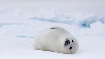 Frozen Planet II - Filming locations, wildlife and behind the scenes ...