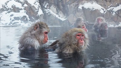 Frozen Planet II - Filming locations, wildlife and behind the scenes ...