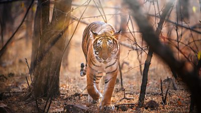 Tiger in forest walking towards camera