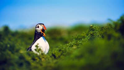 A puffin returns to its colony, its beak open as it calls out