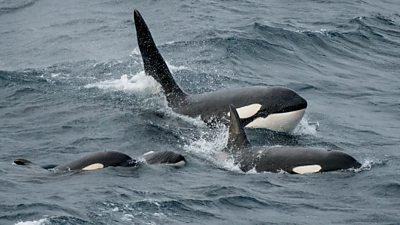 Orca whales (Orcinus orca) pod surfacing together, in the sear near the Shetland islands