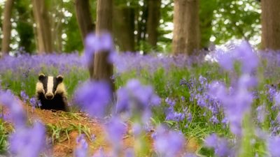 Adolescent sow (female) badger in an ancient bluebell wood in Sussex.