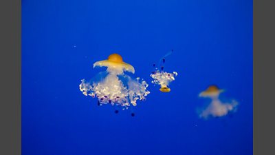 Secrets of the Aquarium