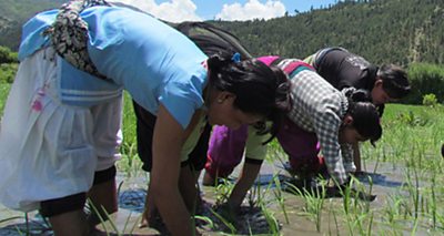 Women farming in Nepal.