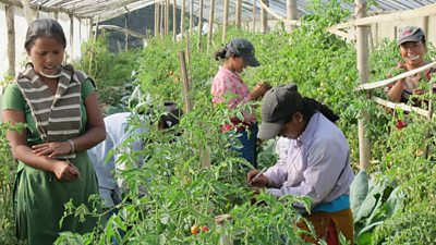 Farmers tend tomatoes inside a wooden greenhouse