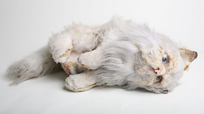 A model cat made to look like it has been frozen. It's now looking a bit mouldy