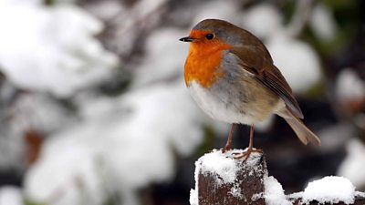 Robin in the snow