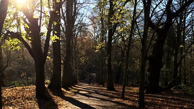 The avenue of limes on Hampstead Heath