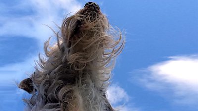 Things are looking up for Christine's dog Spanner