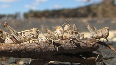 Why do locusts swarm, and how could they be stopped?
