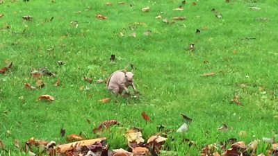 Rare bald squirrel caught on camera in Dunstable - BBC News