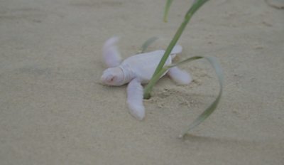 Rare albino turtle hatchling found on Queensland beach - BBC News