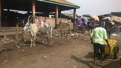 Cows awaiting slaughter outside a Benue State abattoir