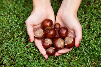 A handful of conkers