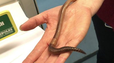 download giant earthworm australia