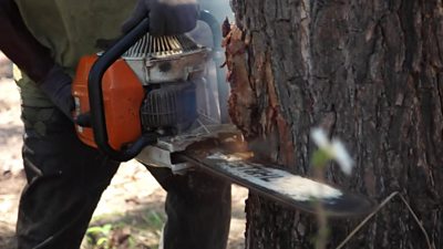 worker cutting a tree
