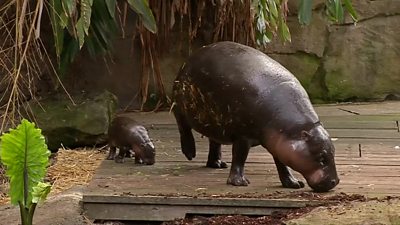 Baby hippo makes first appearance at zoo in Australia