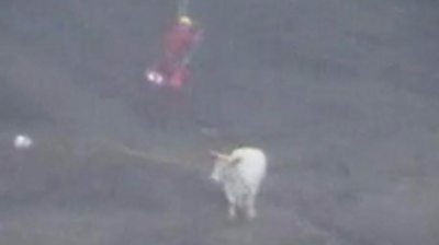 A pregnant cow has been rescued