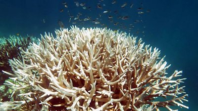 Two-thirds of Great Barrier Reef damaged